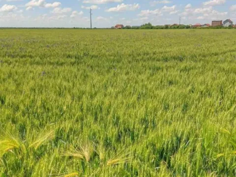 Prodaja, plac, 653m², Zemun Ugrinovci, Zemun Sve Podlokacije