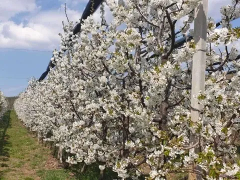 Prodaja, plac, 1030m², Sremska Mitrovica, Srbija - image 8