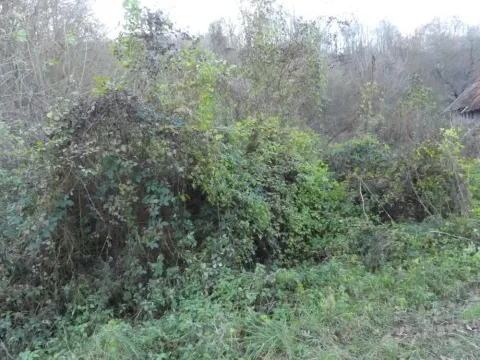 Sale, land lot, 4500m², Novo Lanište, Jagodina - image 6