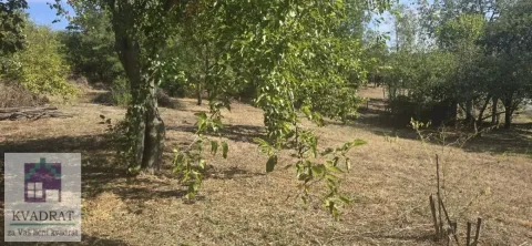 Pogled na zeleno dvorište sa stablima i rastinjem. - image 8