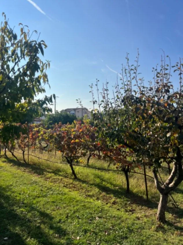 Prodaja, plac, 700m², Dalmatinska ulica, Podgorica