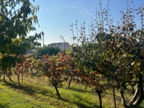 Prodaja, plac, 700m², Dalmatinska ulica, Podgorica - image 5