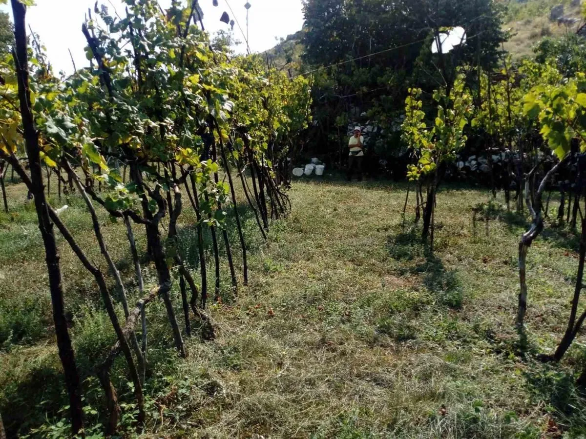 Prodaja, plac, 240000m², Štitari, Cetinje