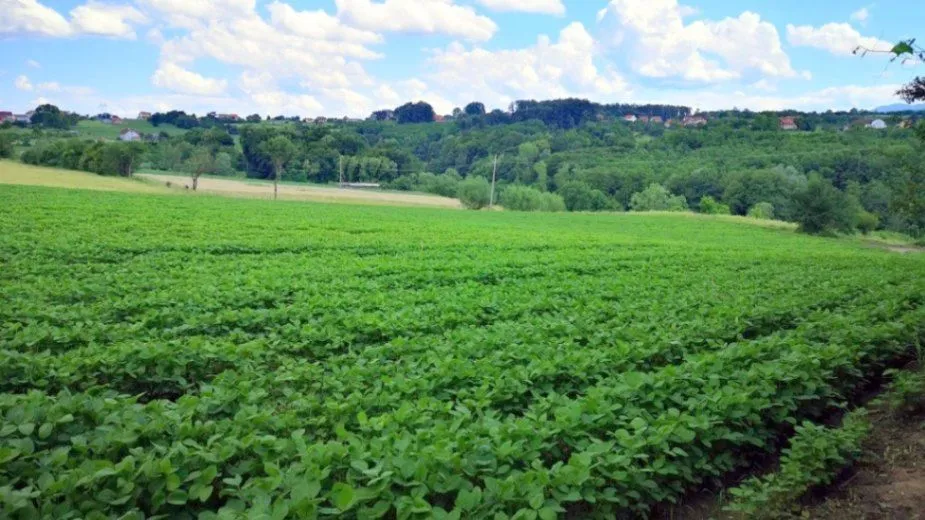 Prodaja, plac, 14683m², Tršić, Loznica