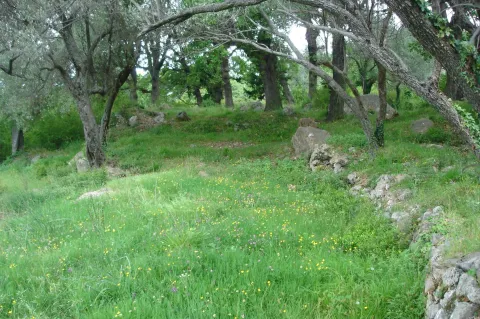 Zeleni plac sa drvećem u prirodnom okruženju. - image 6