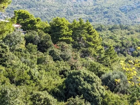 Prodaja, plac, 463m², Bar, Crna Gora