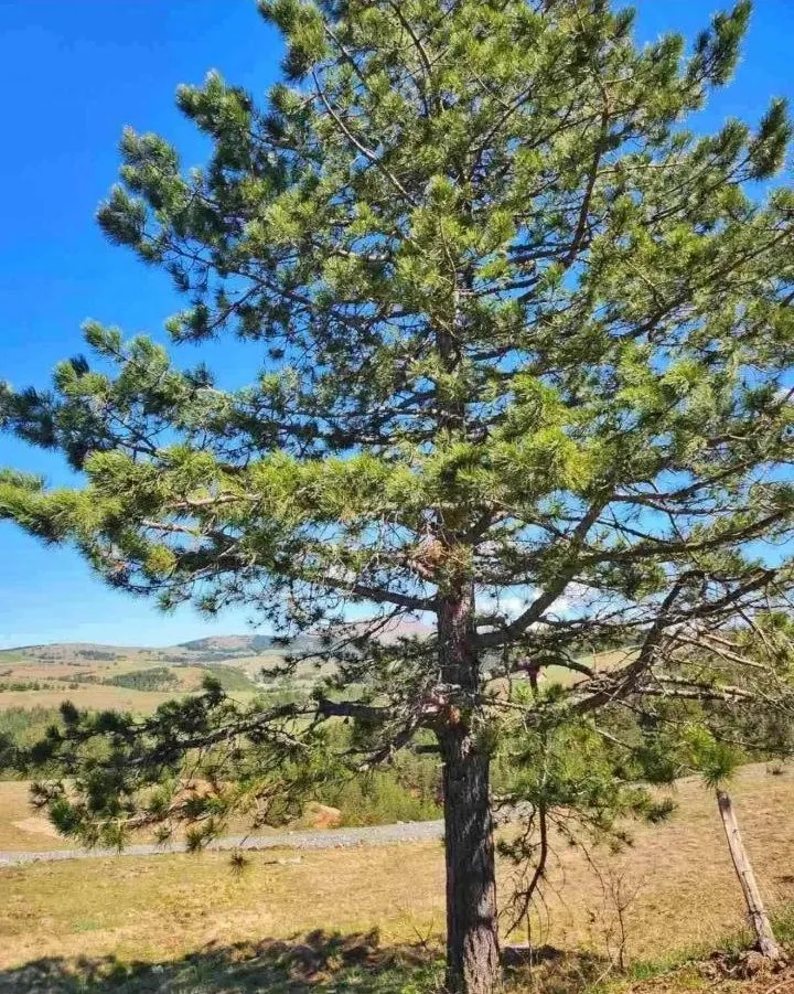 Prodaja, plac, 400m², Centar, Zlatibor