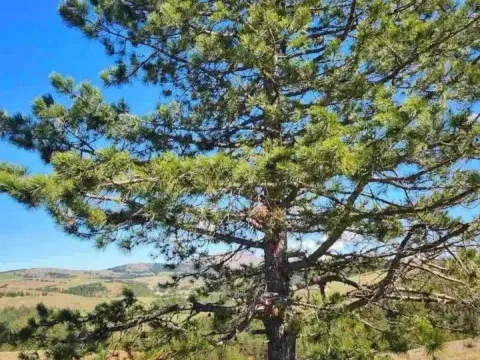 Prodaja, plac, 400m², Centar, Zlatibor - image 2