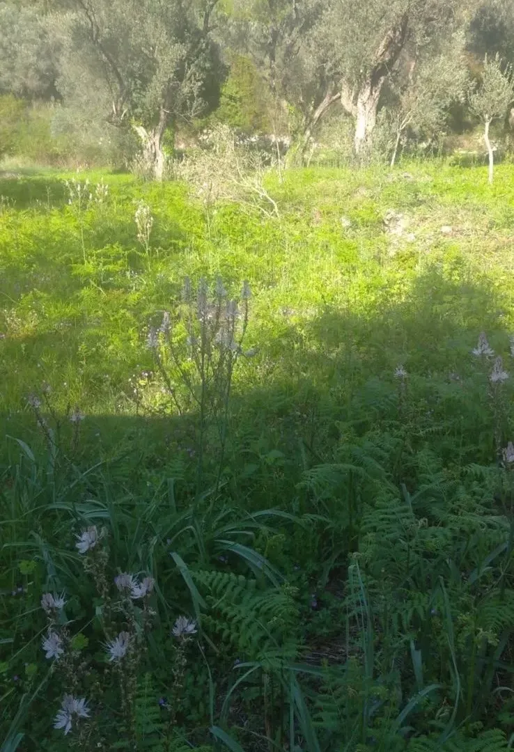 Prodaja, plac, 518m², Budva, Crna Gora