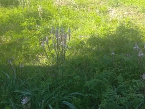 Prodaja, plac, 518m², Budva, Crna Gora - image 6