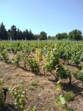 Pogled na zasađeni vinograd sa stubovima i vegetacijom. - image 2