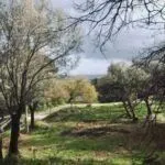 Prodaja, plac, 7000m², Podi, Herceg Novi - image 7