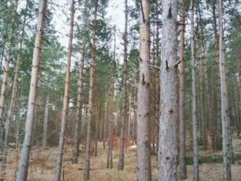 Sale, land lot, 1143m², Zlatibor, Srbija - image 8