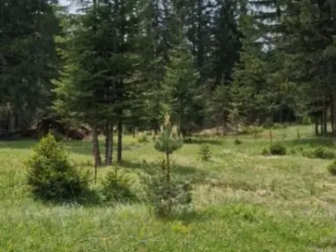 Prodaja, plac, 4500m², Palež, Žabljak - image 4