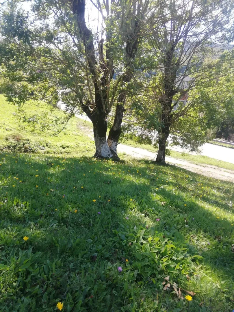 Zeleni travnjak sa drvećem i cvijećem na parceli.