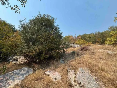 Pogled na prirodno okruženje sa rastinjem i drvećem. - image 9