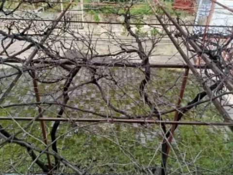 Rent, house, 50m², Lastva Grbaljska, Kotor - image 11