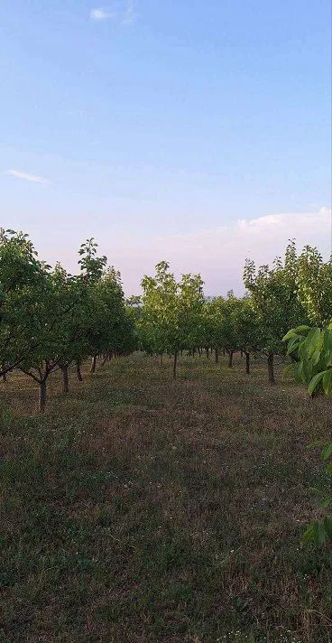 Prodaja, plac, 11894m², Banja Vrdnik, Irig