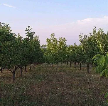 Sale, land lot, 11894m², Banja Vrdnik, Irig - image 9