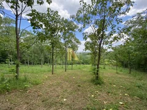 Sale, land lot, 5347m², Sremski Karlovci, Novi Sad - image 4