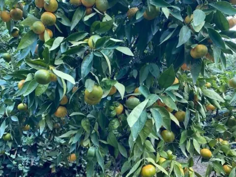 Sale, office space, 388m², Radovići, Tivat - image 41