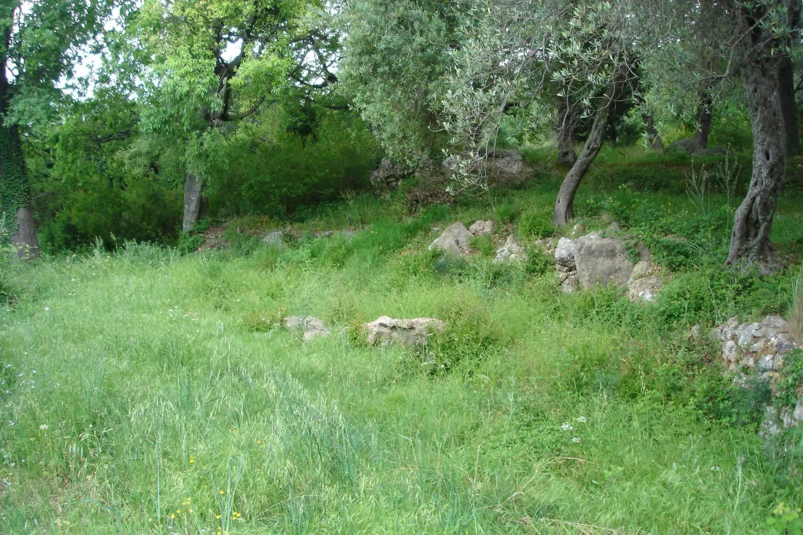 Zeleni plac sa drvećem i travnatom površinom.