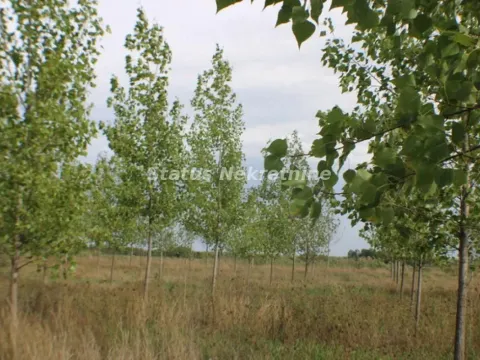 Prodaja, plac, 1378m², Zrenjanin, Srbija - image 22