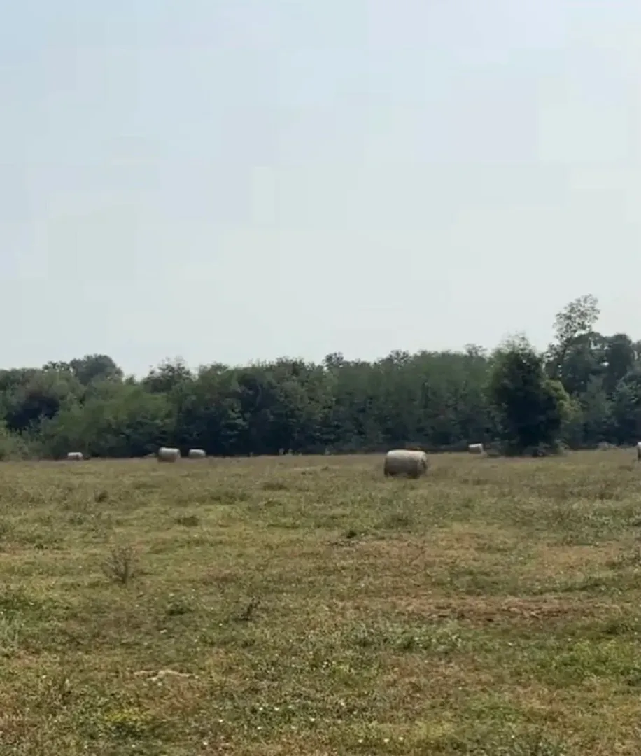 Livada sa balama sijena i drvećem u pozadini.