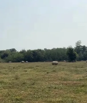 Livada sa balama sijena i drvećem u pozadini. - image 2