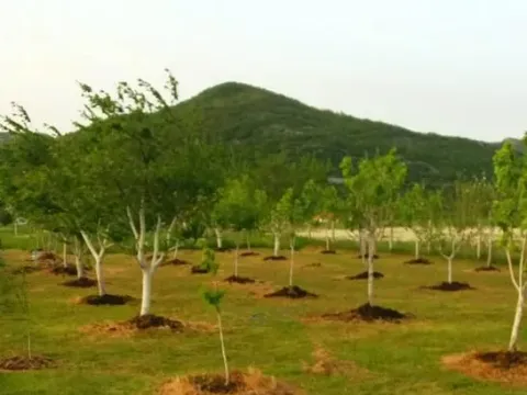 Sale, land lot, 3800m², Grahovo, Nikšić - image 6