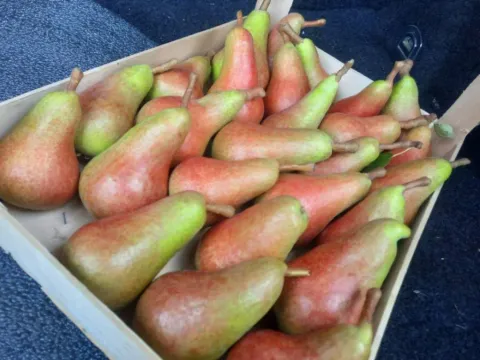 Prodaja, plac, 10400m², Sepci, Rača - image 7