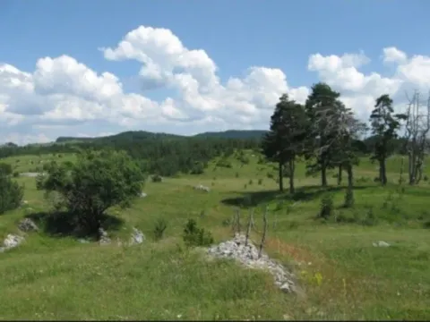 Prodaja, plac, 10560m², Njegovuđa, Žabljak - image 5