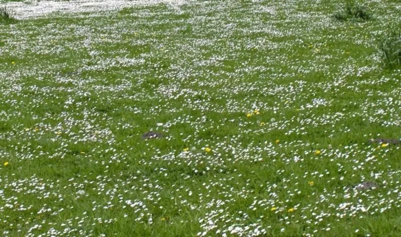 Prodaja, plac, 728m², Bar, Crna Gora