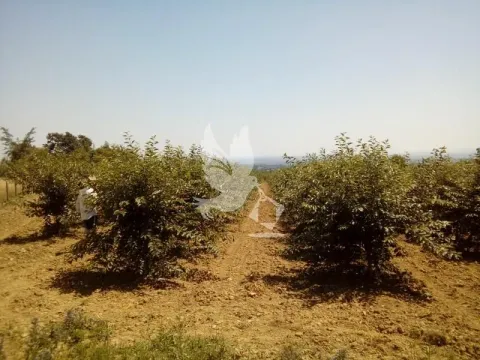 Prodaja, plac, 13700m², Koraćica, Mladenovac - image 8