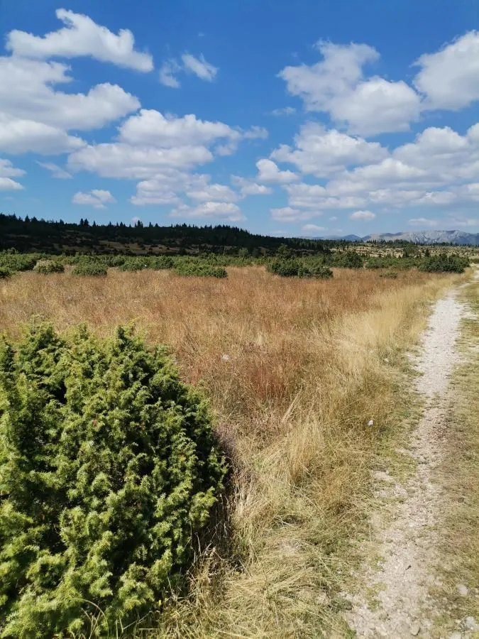 Pogled na prirodno okruženje i okolni pejzaž sa rastinjem.