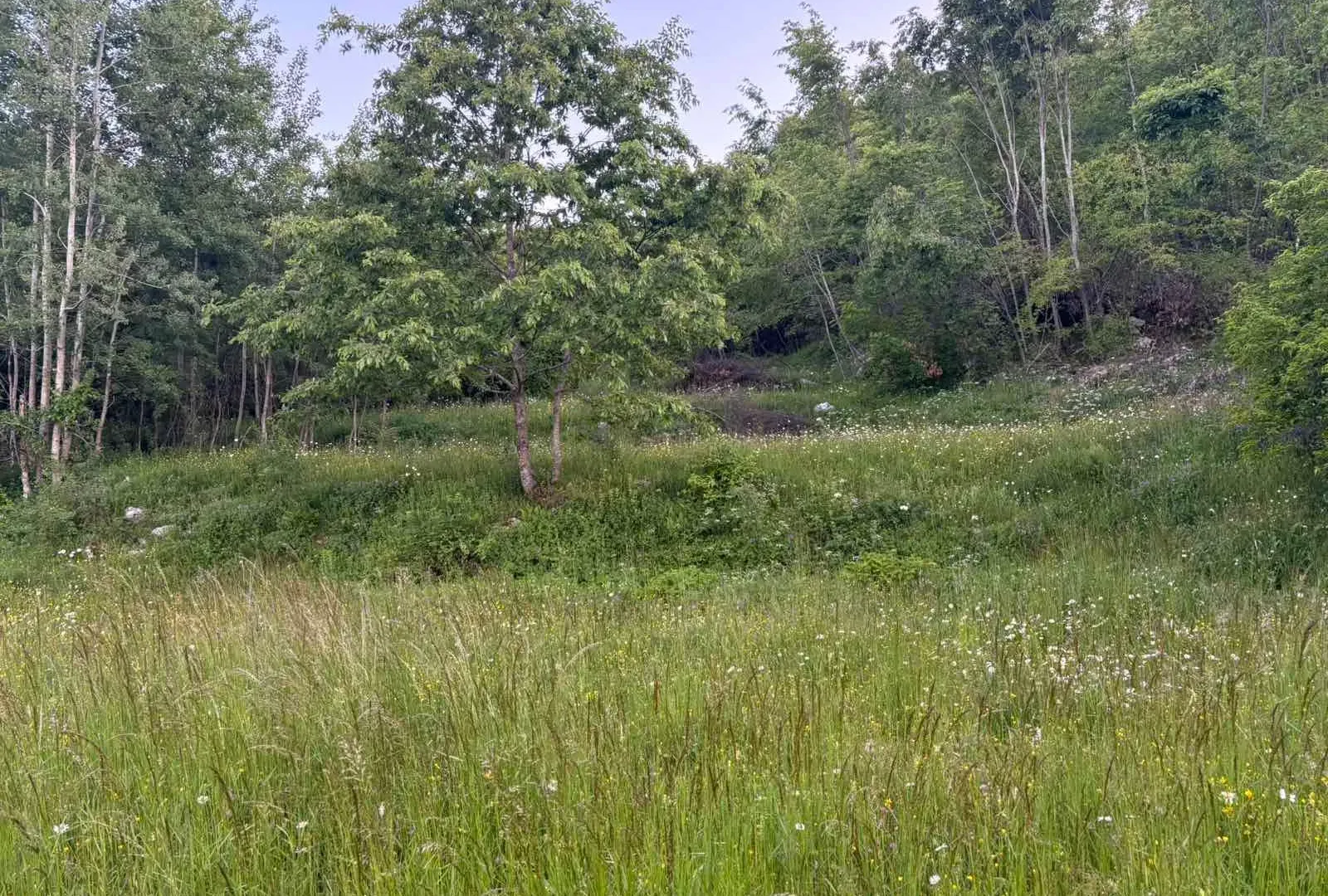 Prodaja, plac, 3516m², Cetinje, Crna Gora
