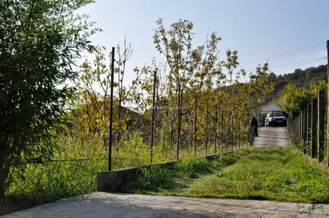 Pogled na dvorište i prilazni put sa drvećem i rastinjem. - image 6