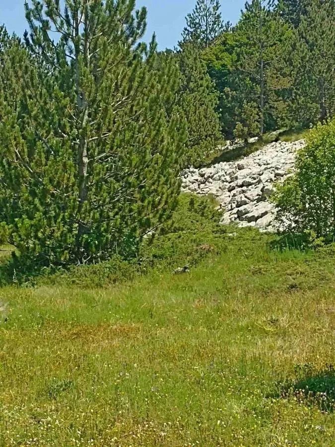 Prodaja, plac, 500m², Podgorica, Crna Gora