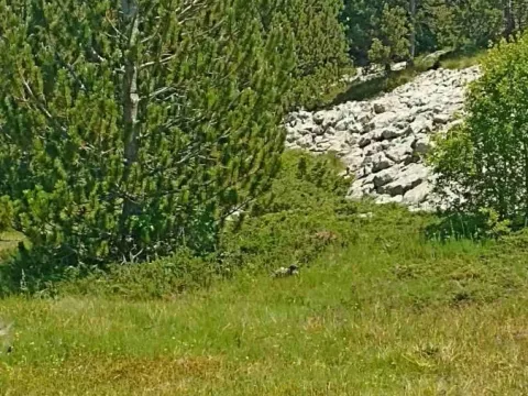 Prodaja, plac, 500m², Podgorica, Crna Gora - image 2