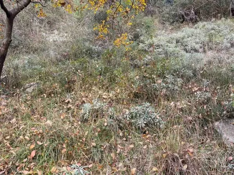 Prodaja, plac, 558m², Herceg Novi, Crna Gora - image 3