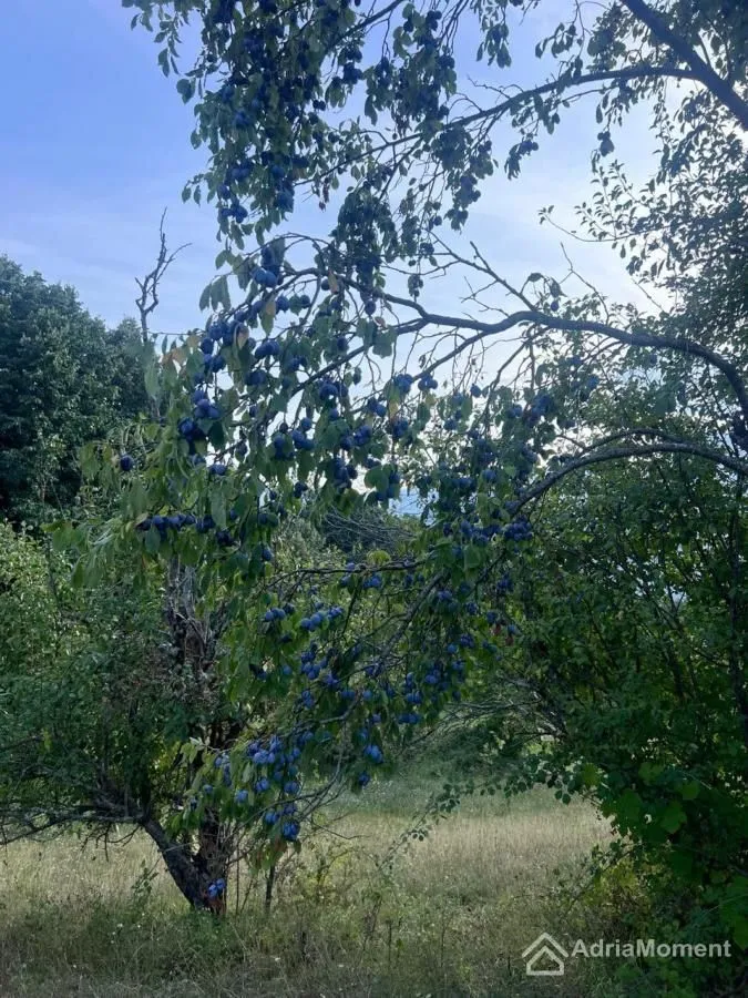 Prodaja, plac, 30000m², Moračko Trebaljevo, Kolašin