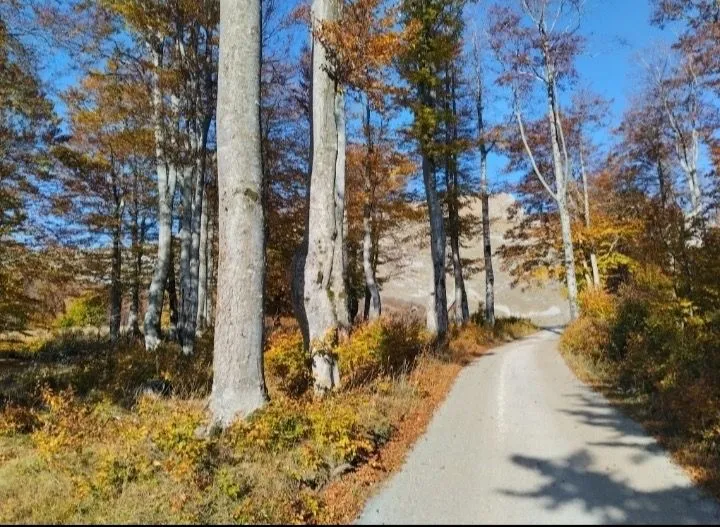 Prodaja, kuća, 119m², Pošćenski Kraj, Žabljak