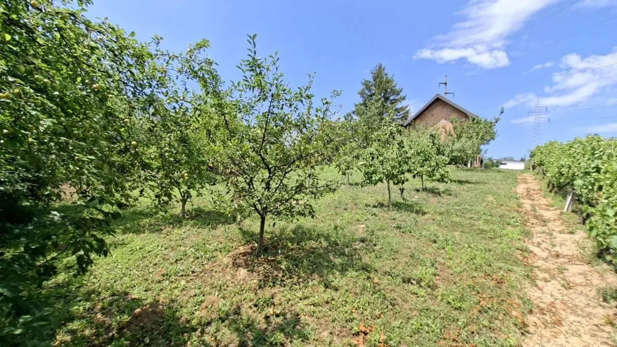Prodaja, plac, 3000m², Bocke, Petrovaradin