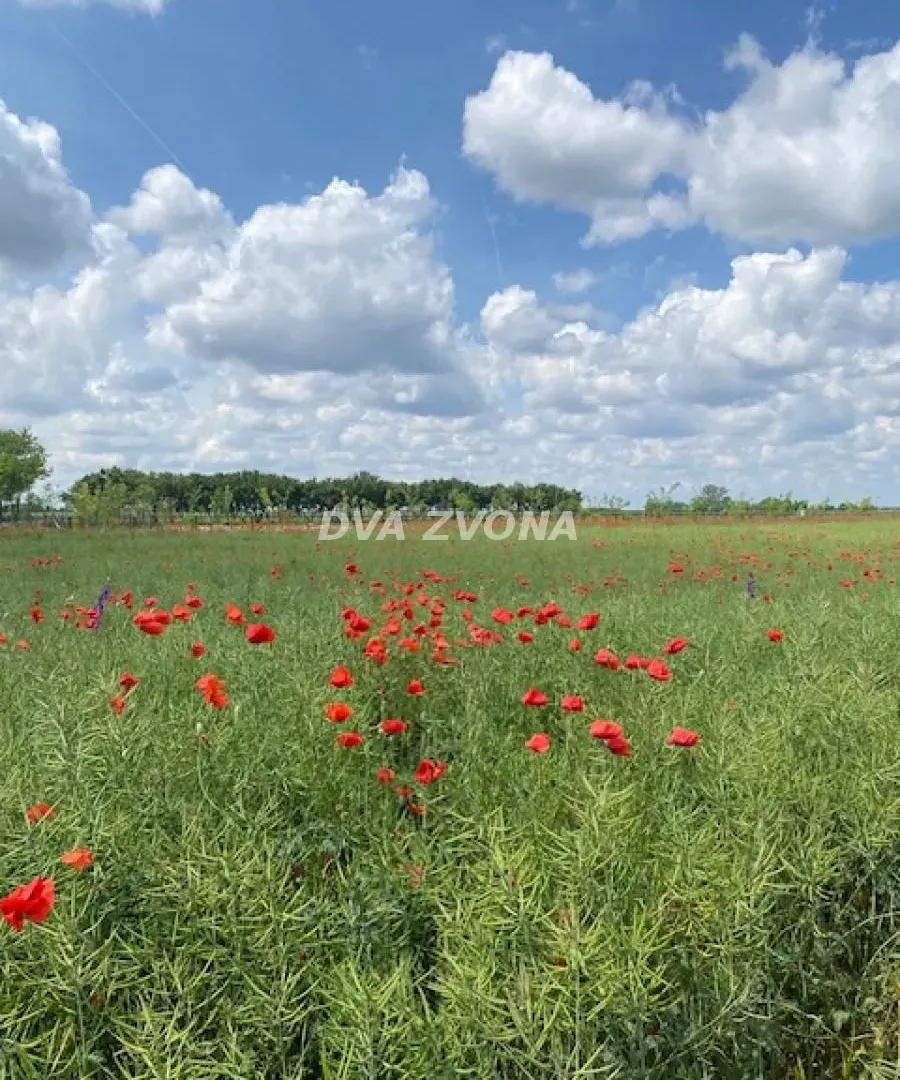 Prodaja, kuća, 37m², Čenej, Novi Sad Sve Podlokacije