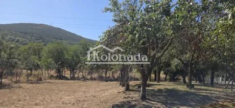 Pogled na zeleno dvorište i voćnjak sa drvećem. - image 12