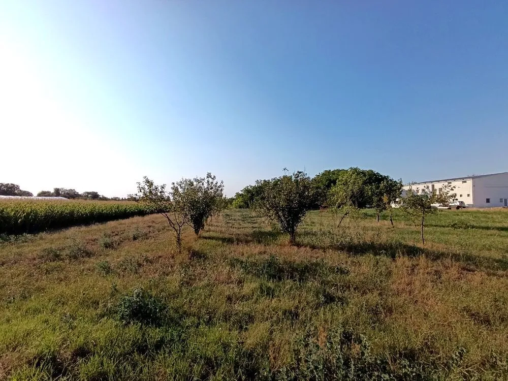 Sale, house, 200m², Čurug, Žabalj