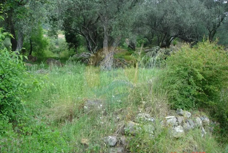 Prodaja, plac, 1500m², Kavač, Kotor