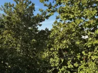 Izdavanje, trosoban stan, 78m², Mirijevo Sve Podlokacije, Beograd - image 15