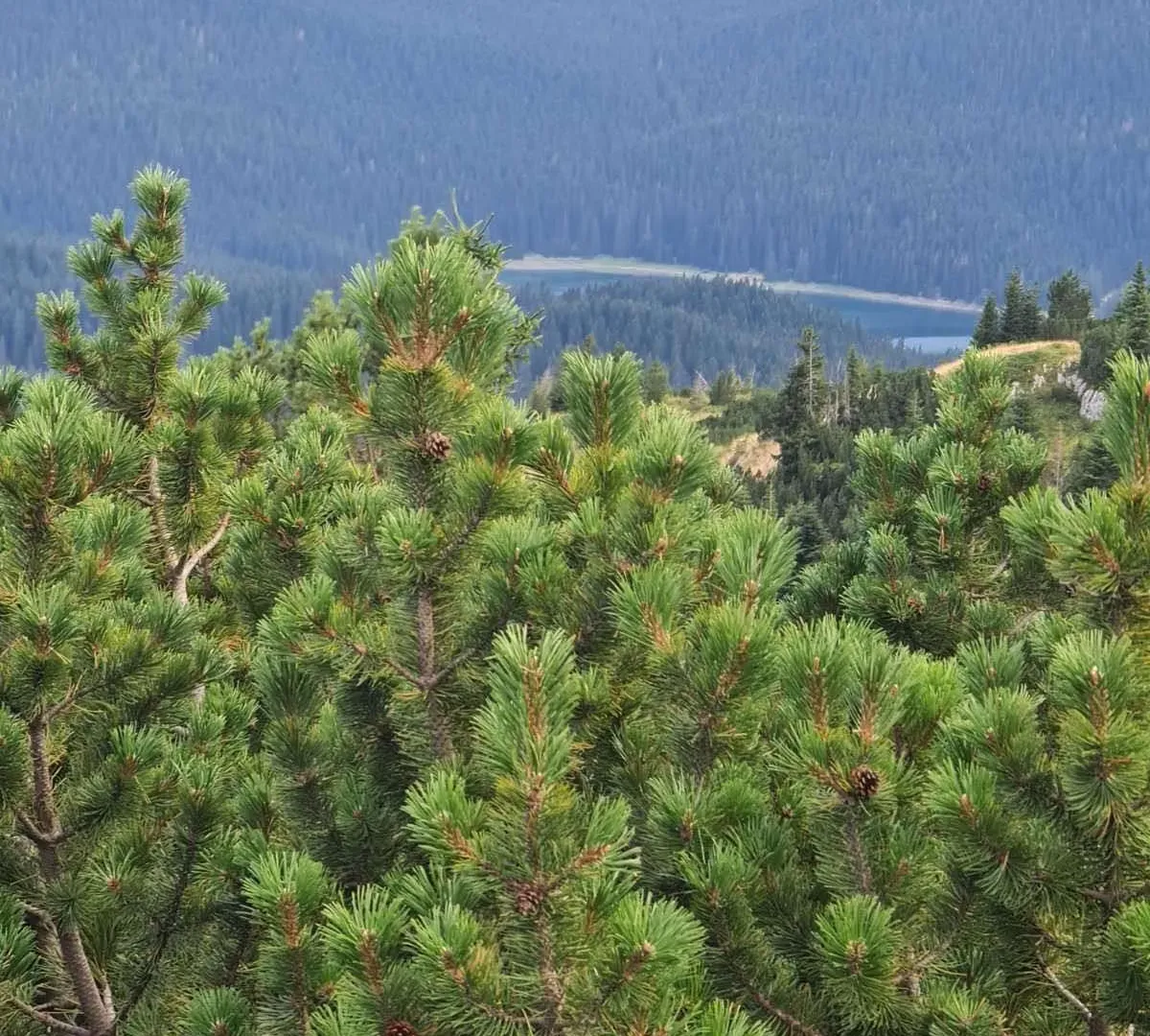 Prodaja, plac, 40000m², Žabljak, Crna Gora