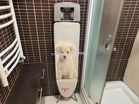 Rent, two bedroom apartment, 55m², Stari Grad, Beograd - image 12